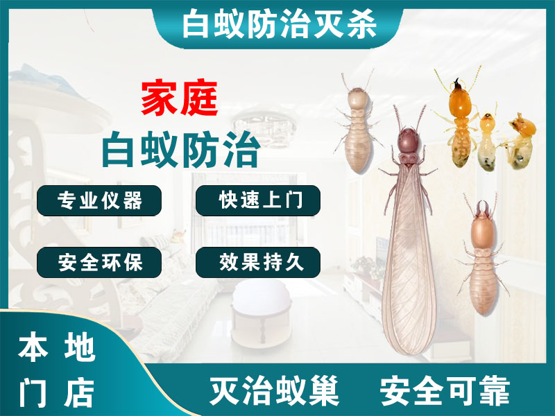 江苏家庭白蚁防治